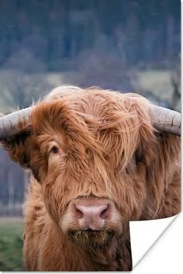 Produktbild von MuchoWow® Poster Schottischer Highlander - Hörner - Berg 20x30 cm - Papierdruck