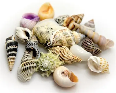 Productafbeelding van Hobby Sea Shells decoratieschelpen set L | 5 grote schelpen