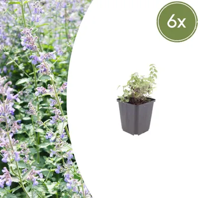 Produktbild von Nepeta faassenii | 6 Stück - 10-25cm - Ø9cm - Gartenpflanze