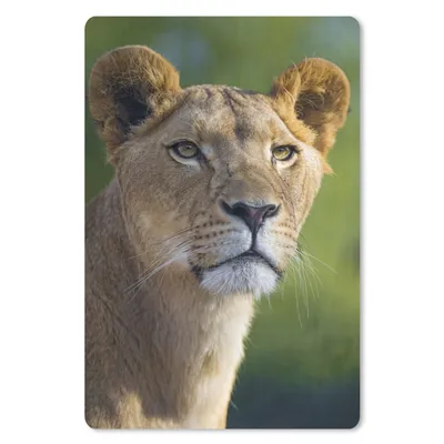 Produktbild von MuchoWow® Mauspad Mousepad Porträt - Löwe - Wild 40x60 cm - Mousepads - Maus Mat - Pad - Mausunterlage - Schreibtisch Accesoire
