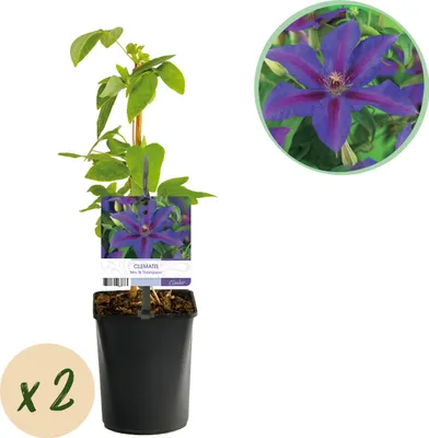 Imagen del producto de Planta trepadora - Clematis Mrs N Thompson - Flor Rosa - Plantas de bajo mantenimiento -2 - 30-40cm - Ø10cm - Planta de jardín