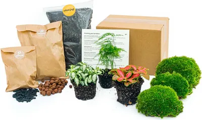 Produktbild von Flaschengarten Paket Asparagus - 3 Pflanzen - Nachfüll & Starterpaket DIY - Pflanzenterrarium Nachfüllset
