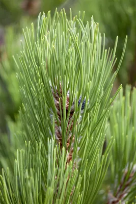 Produktbild von Pinus heldreichii 'Compact Gem', Bosnische Kiefer, 50–60 cm