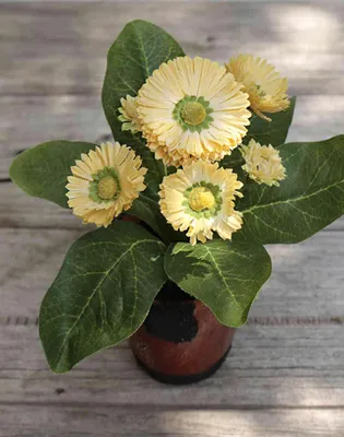 Produktbild von artplants.de Künstliche Gänseblümchen Morgana, Terracottatopf, Aprikose, 15cm - Gänseblümchen Deko/Seidenblumen