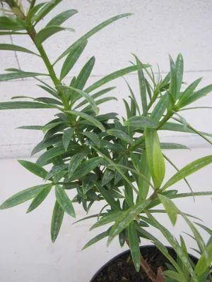 Produktbild von Steineibe - Podocarpus rusbyi - 30-40cm