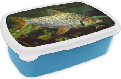Produktbild von KitchenYeah® Lunchbox Brotzeit Brotdose 17x11 cm Fisch - Wasser - Pflanze Kinder Brotzeitdose - Lunch - Kunststoff  - Brotbüchse - Sandwichbox - Lunchbox für Kinder