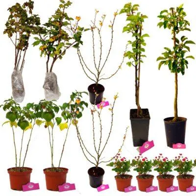 Immagine prodotto di Kit di piante da frutto per piccoli giardini – Ideale per spazi ridotti! – 12 piante da frutto – Raccolto su 12 metri quadrati – Orto permaculturale