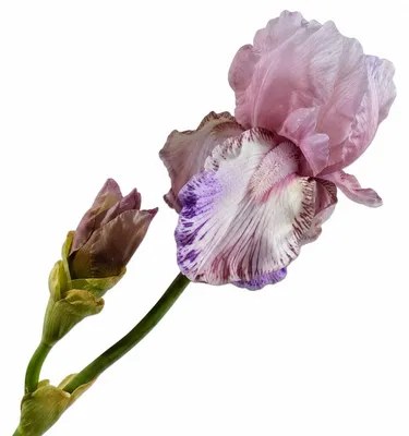 Produktbild von Silk-ka Seidenblume Iris Blau Mauve (76cm)