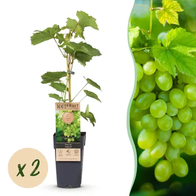 Zdjęcie produktu dla Roślina owocowa - Białe winogrono - Vitis vinifera Himrod - Beznasienna - 2 rośliny - 40-50cm - Ø15cm - Roślina ogrodowa