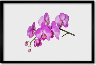 Produktbild von Bild 60x40 MDF-Rahmen Wandkunst Orchidee Orchidee Blumen