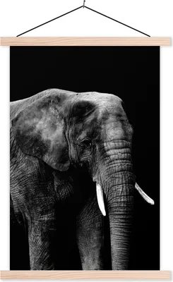 Produktbild von MuchoWow® Textilposter Elefant mit vor schwarzem Hintergrund - schwarz und weiß 120x180 cm mit holzfarbenen Rahmen - Textil-Plakat