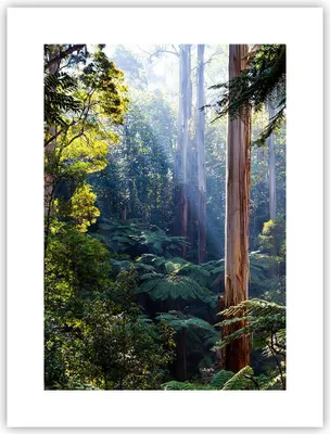 Produktbild von Poster - Poster ohne Rahmen - Morgendämmerung Bäume Wald - 30x40 cm - Wand Bild - Wanddeko - Wandbilder - Kunstposter - Wandposter - Bilder - Kunstdruck - Wanddekoration - Wandbild - P2XPA30x40-4403