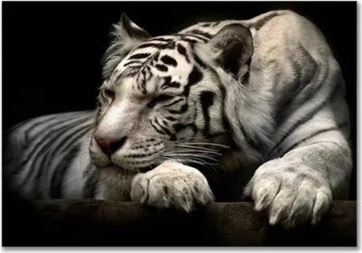 Produktbild von TPFLiving Kunstdruck LW-743 (OHNE RAHMEN) Poster - Leinwand - Wandbild - Hochauflösender Giclée-Druck, langlebig und hochwertig - Weißer Tiger vor schwarzem Hintergrund - Größe: 40x60cm