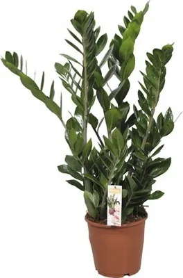 Produktbild von Glücksfeder FloraSelf Zamioculcas zamiifolia H 80-100 cm Ø 21 cm Topf