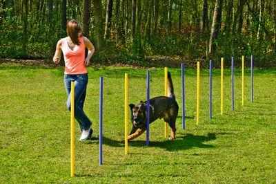 Produktbild von Karlie Agility Slalom - Hundetraining - Kunststoff - Gelb/Blau