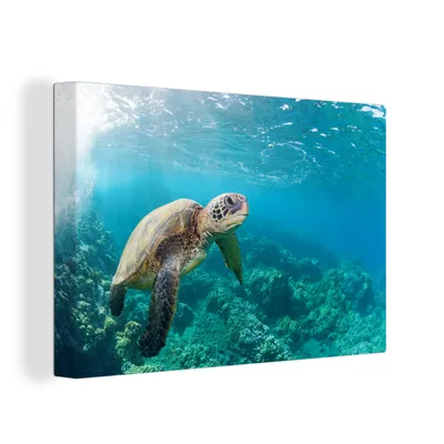 Obrázok produktu pre OneMillionCanvasses® - Maľba na plátne - Obraz na plátne Nástenná maľba na plátne - Korytnačka nad koralovým útesom na Havaji - 150x100cm - Fotografia