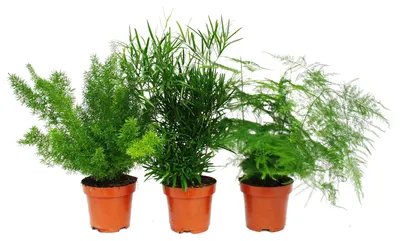 Produktbild von Zierspargel  - 3er Set - 3 verschiedene Asparagus Pflanzen