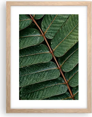 Produktbild von Gerahmtes Poster - Rahmen in heller Eiche - Tropfen Wasser Blätter - 30x40 cm - Wand Bild - Wanddeko - Wandbilder - Wandposter - Bilderrahmen - Bilder - Kunstdruck - Wandbild - P2NPA30x40-4328