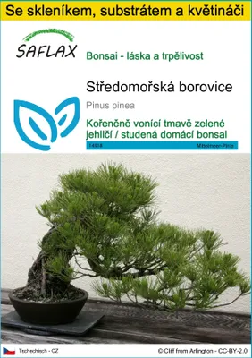 Obrázek produktu pro SAFLAX Kultivační sada - Středomořská borovice - Pinus pinea - 6 Semena - S mini skleníkem, pěstebním substrátem a 2 květináči