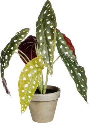 Produktbild von Mica Kunstpflanze Begonie Maculata grün im Topf Ø 21 x 28 cm