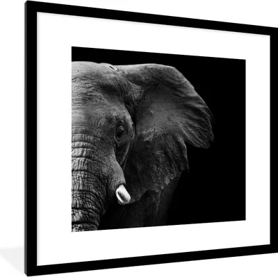 Produktbild von MuchoWow® Gerahmtes Poster Tiere - Elefant - Wild - Schwarz - Weiß 40x40 cm - Poster mit Schwarzem Bilderrahmen Wandposter Rahmen Foto Bilder - Poster - Plakat im Rahmen