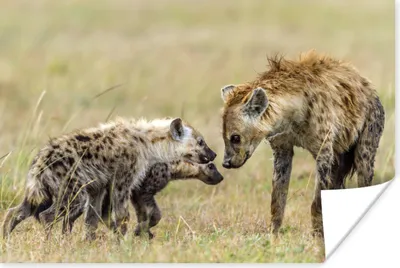 Produktbild von MuchoWow® Poster Hyäne - Gras - Safari 180x120 cm - Fotoplakat