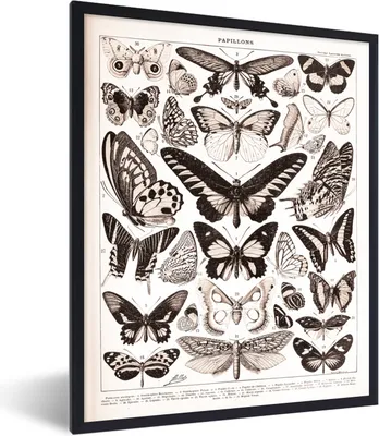 Produktbild von MuchoWow® Gerahmtes Poster Schmetterling - Tiere - Schwarz - Weiß 60x80 cm - Poster mit Schwarzem Bilderrahmen Wandposter Rahmen Foto Bilder - Premium - Wanddeko Wohnzimmer