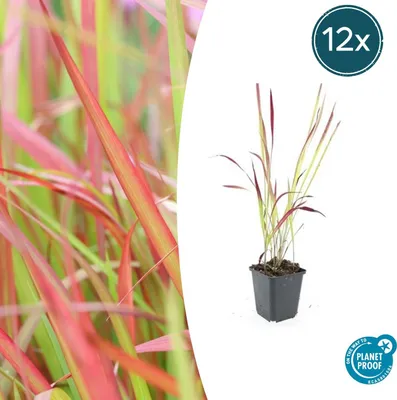 Image de Plante ornementale - Imperata cylindrica 'Red Baron' - Pot de 9 cm - Lot de 12 plantes