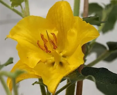 Produktbild von Flanell-Strauch California Glory - Fremontodendron californicum - Flanellbusch - 40-60cm