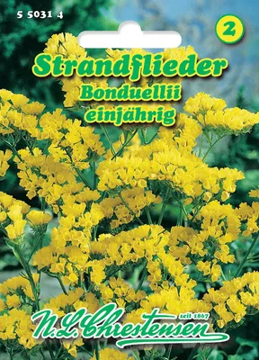 Produktbild von Strandflieder Bonduellii | Lavendelsamen von N.L. Chrestensen