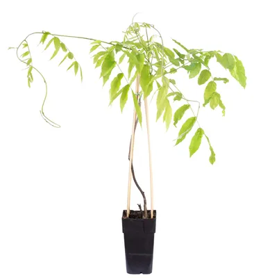 Produktbild von Rosafarbener japanischer Blauregen - Höhe ca. 50 cm, Topf-Ø 15 cm - Wisteria Floribunda 'Rosea'