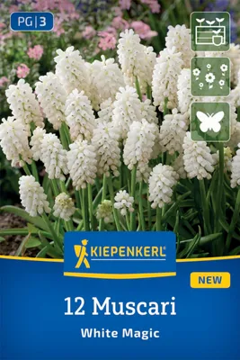 Produktbild von Kiepenkerl Traubenhyazinthe White Magic Muscari aucheri 12 Zwiebeln