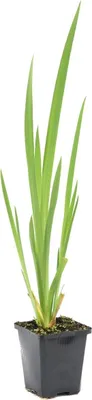 Image de Bloomique - Iris Pseudacorus - Iris jaune - Plantes de bassin - Plantes aquatiques - Rustique - Hauteur 20-30 cm - Pot 9 cm