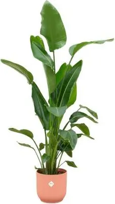 Zdjęcie produktu dla Strelitzia Nicolai – drzewo strelitzia – ok. 160 cm wysokości – Ø30 cm – wraz z doniczką Vibes Fold Okrągła Różowa – tropikalna roślina doniczkowa o dużych liściach – egzotyczna roślina zielona do salonu i biura