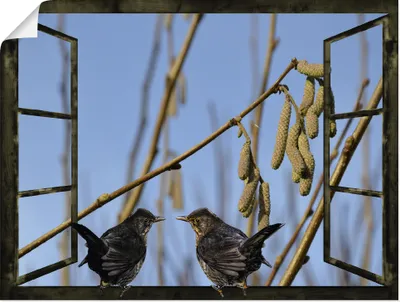 Produktbild von ARTland Poster Fensterblick Amselgespräche im Frühling Größe: 120x90 cm