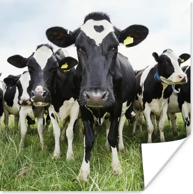 Produktbild von MuchoWow® Poster Kühe - Gras - Frühling - Tiere - Wiese - Bauernhof 50x50 cm - Wohnzimmerdekoration