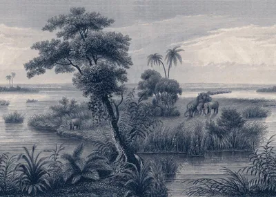 Immagine prodotto di Carta da parati 556124, motivo floreale, dimensioni 371 x 265 cm, marca Rasch, collezione Lirico, colore beige e blu