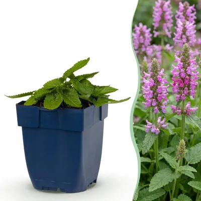 Produktbild von Green boutiQ - Stauden - Stachys off. Ukkie - Hasenohr - Steingartenpflanzen - Rosa - 24 Pflanzen - Topf 11cm - Höhe 15-25cm