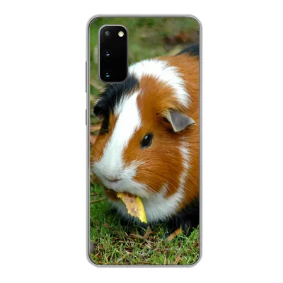 Produktbild von MuchoWow® Handyhülle Schutzhülle Hülle für Samsung Galaxy S20 Meerschweinchen draußen Silikon Softcase Handy Hülle - Bild