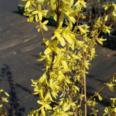 Produktbild von Forsythia ovata Dresdner Vorfrühling - Vorfrühlings-Forsythie - Goldglöckchen 60-100