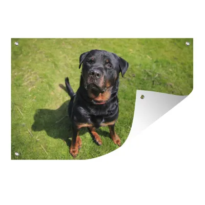 Obrázek produktu pro MuchoWow® Zahradní plakáty - Rotvajler se dívá na svého majitele - 120x180 cm - Zahradní dekorace