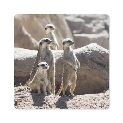 Produktbild von MuchoWow® Mauspad Mousepad Familie - Erdmännchen - Tiere 20x20 cm - Mousepads - Maus Mat - Pad - Mausunterlage - Desk Mat - Bureauartikeln