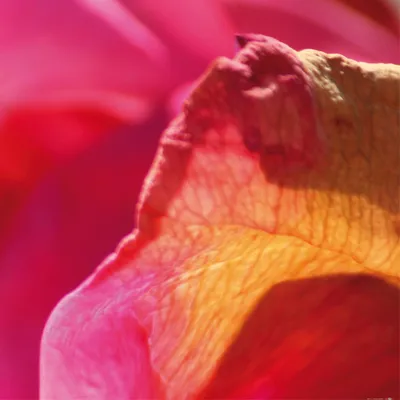 Obrázek produktu pro Růže Art Print Picture - Times of the Rose (70 x 70 cm)