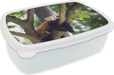 Produktbild von KitchenYeah® Lunchbox Brotzeit Brotdose 17x11 cm Roter Panda auf dem Baum Kinder Brotzeitdose - Lunch Box - Kinder - Sandwich-Box - Schulbox - Lunch Boxen