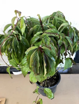 Produktbild von Cornus sericea ' Kelseyi' Kanadischer Hartriegel / Zwerghartriegel 15-20 cm Container