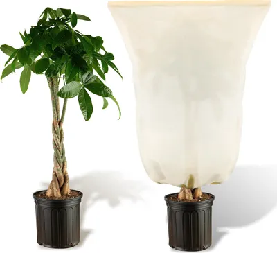 Productafbeelding van Winterbescherming, vorstbescherming voor planten, 80 x 100 cm, 100 g/m². Vliesbeschermhoes met rits en trekkoord, beige