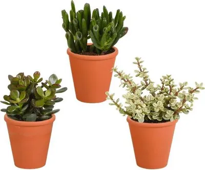 Immagine prodotto di Crassula Mix - Piante grasse (3 esemplari) - Ø8,5cm - Piante da appartamento in