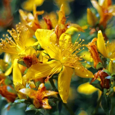 Produktbild von 2 x  Johanniskraut  - Hypericum inodorum 'Elstead'  | 20-30 cm in Container