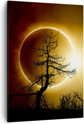 Produktbild von Bild auf Leinwand - Leinwandbild - Einteilig - Sonnenfinsternis die Sonne Baum - 50x70cm - Wand Bild - Wandbilder - Leinwanddruck - Wanddekoration - Leinwand bilder - Wandbild - PA50x70-4349