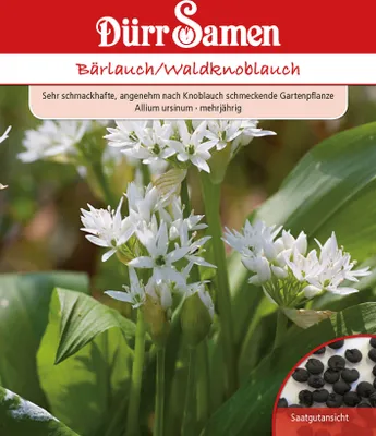 Artikelbild 1 von 'Bärlauch / Waldknoblauch' aus der Kategorie Bärlauchsamen